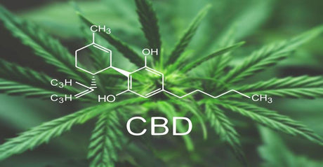 ¿Qué es y para qué sirve el aceite de CBD, también conocido como cáñamo, hemp, cannabidiol o cannabis? 🍁 - Tienda Naturista Pronapresa - CBD, Consejos, Hemp, Nervios, Salud