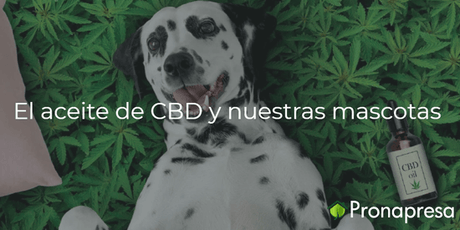 El aceite de CBD y nuestras mascotas - Tienda Naturista Pronapresa - Ansiedad, Bienestar, Cannabis, Cansancio, CBD, Consejos, Cuidado de la piel, Depresión, Dolor, Estrés, Insomnio, Mascotas, Nervios, Salud