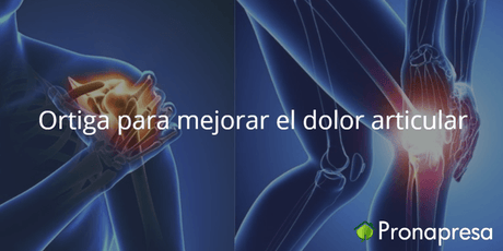 Ortiga para mejorar el dolor articular - Tienda Naturista Pronapresa - Articulaciones, Artritis, Bienestar, Huesos, Inflamación, Naturopatía, Ortiga, Salud
