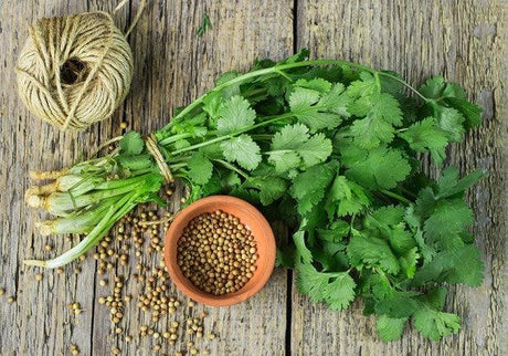 Beneficios del Cilantro 🌿 - Tienda Naturista Pronapresa - Consejos, Nervios, Nutrición, Salud, Sistema Digestivo