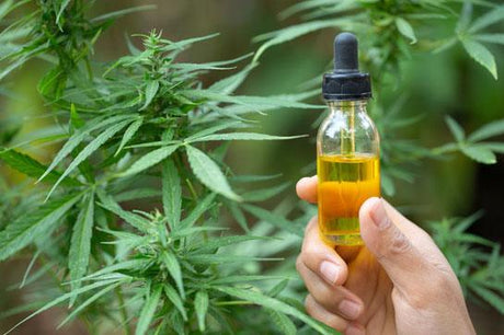 6 Beneficios medicinales del cannabis 🍁 - Tienda Naturista Pronapresa - Cannabis, CBD, Consejos, Naturopatía, Salud