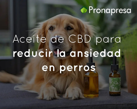 Aceite de CBD para reducir la ansiedad en perros