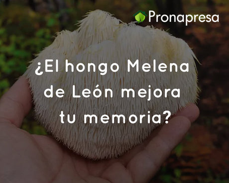 ¿El hongo Melena de León mejora tu memoria?