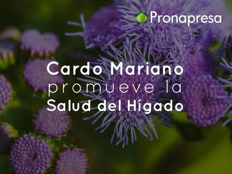 Beneficios del Cardo Mariano: promueve la salud del Hígado