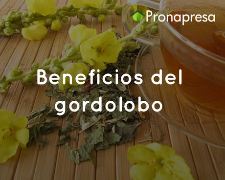 Beneficios del gordolobo