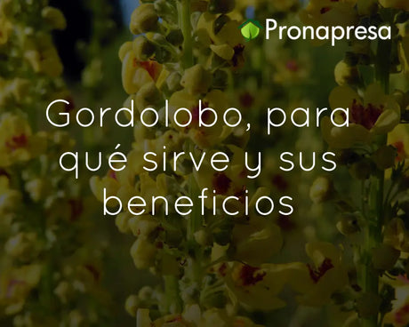 Gordolobo, para qué sirve y sus beneficios