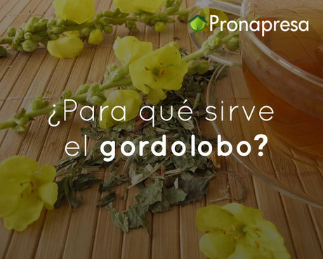 ¿Para qué sirve el gordolobo?