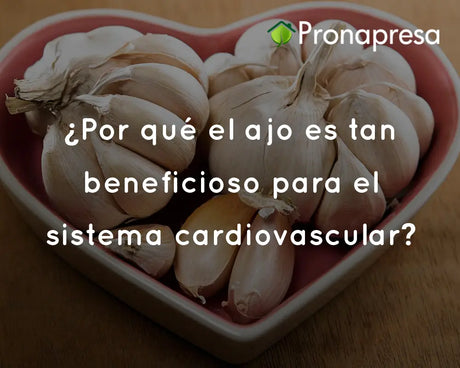 ¿Por qué el ajo es tan beneficioso para el sistema cardiovascular?