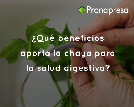 ¿Qué beneficios aporta la chaya para la salud digestiva?