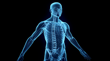 Datos curiosos que tienes que saber del cuerpo humano