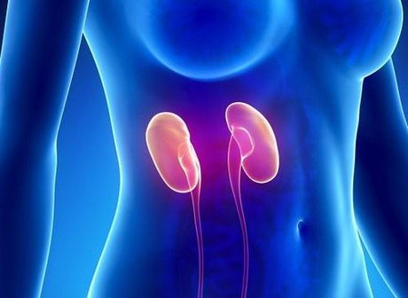 10 señales de enfermedades renales que debes cuidar 😲 - Tienda Naturista Pronapresa - Consejos, Depurador, Desintoxicacion, Nutrición, Riñones, Salud