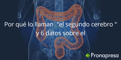 Porqué lo llaman "el segundo cerebro" 🧠 y 6 datos sorprendentes sobre él - Tienda Naturista Pronapresa - Intestino, Nutrición, Sistema Digestivo