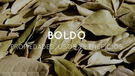 Propiedades y beneficios del boldo. - Tienda Naturista Pronapresa - Boldo, Consejos, Riñones, Riñón, Salud, Sistema Digestivo
