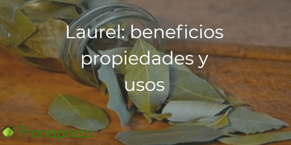 Laurel: benefits, properties and uses – Tienda Naturista Pronapresa