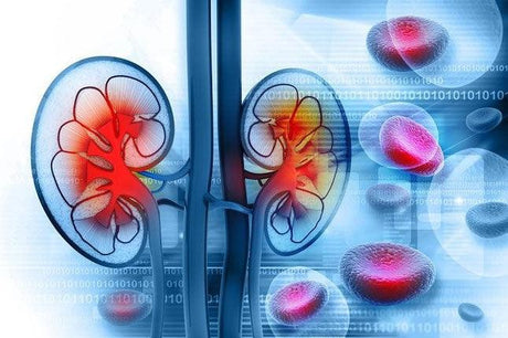 Primeros síntomas de la enfermedad renal - Tienda Naturista Pronapresa - Consejos, Depurador, Desintoxicacion, Riñones, Salud