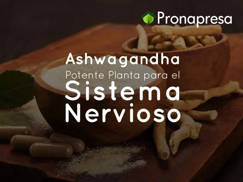 Ashwagandha: Potente Planta para el Sistema Nervioso