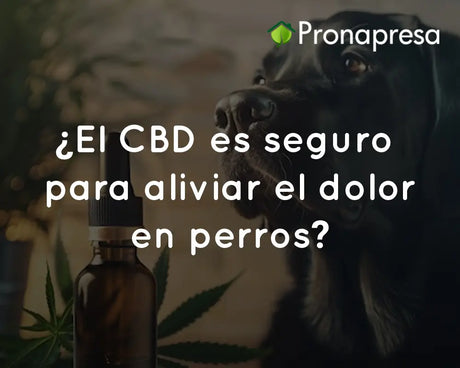 ¿El CBD es seguro para aliviar el dolor en perros?