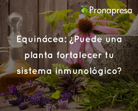 Equinácea: ¿Puede una planta fortalecer tu sistema inmunológico?
