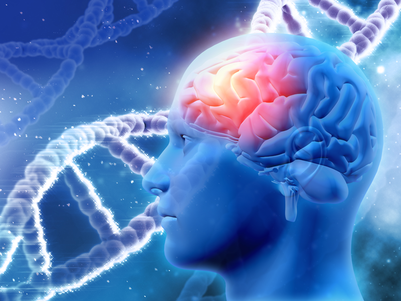 La conexión intestino-cerebro: cómo se relacionan nuestra salud digestiva y mental
