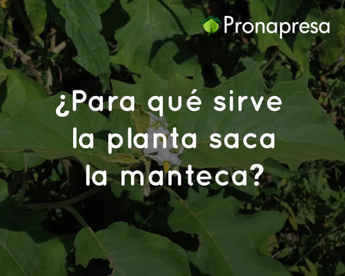 ¿Para qué sirve la planta saca la manteca?