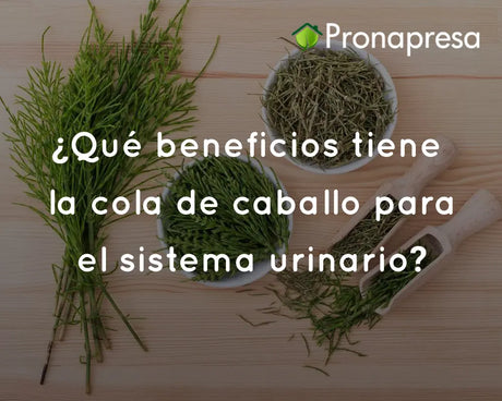 ¿Qué beneficios tiene la cola de caballo para el sistema urinario?