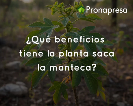¿Qué beneficios tiene la planta saca la manteca?