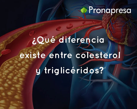 ¿Qué diferencia existe entre colesterol y triglicéridos?