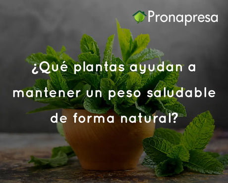 ¿Qué plantas ayudan a mantener un peso saludable de forma natural?