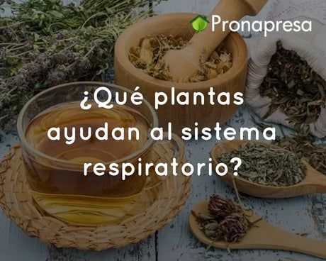 ¿Qué plantas ayudan al sistema respiratorio?