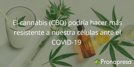 El cannabis (CBD) podría hacer más resistente a nuestras células ante el COVID-19 - Tienda Naturista Pronapresa - Bienestar, CBD, Covid, Dato Curioso, Gripa, Naturopatía, Nova, Salud, Sistema Inmunológico