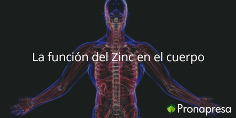 La función del Zinc en el cuerpo - Tienda Naturista Pronapresa - Bienestar, Consejos, Corazon, Dato Curioso, Hipertensión, Salud