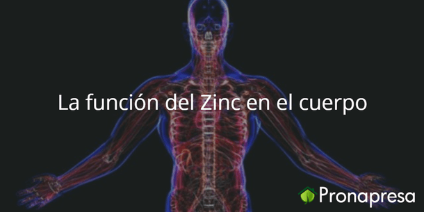 La función del Zinc en el cuerpo