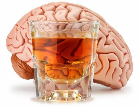 El alcohol y el cerebro