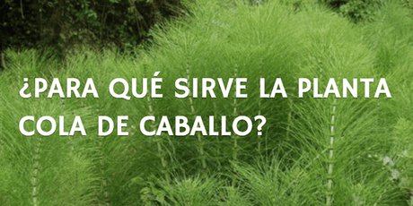 ¿Para qué sirve la planta cola de caballo? - Tienda Naturista Pronapresa - Cola de Caballo, Consejos, Salud, Sistema Digestivo, Veride